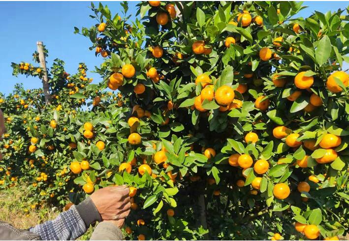 水溶肥廠家告訴你，腐植酸水溶肥有什么用