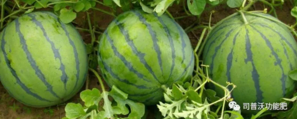 西瓜苗期6大殺手該如何防治？一定不要忽略這些病害