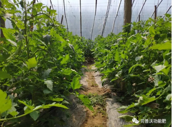 快扔掉控旺藥吧！“它”能起到控旺的作用，不僅效果顯著，也沒有肥害！