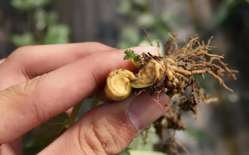 葡萄根腐病怎么辦？別擔心，司普沃赫蔓微生物菌劑能有效解決！