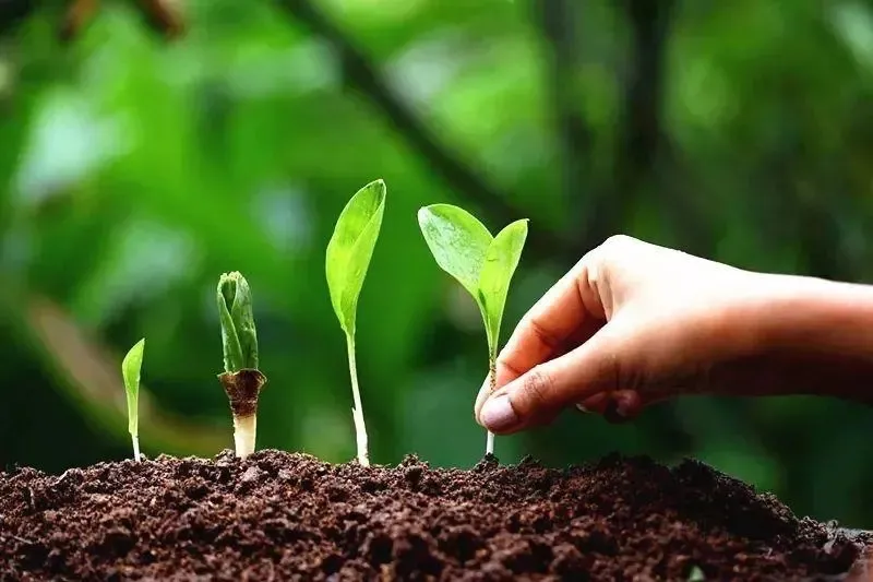 為什么你用了腐植酸會感覺沒效果？腐植酸如何正確使用，很多人不知道