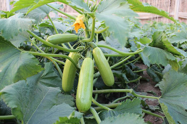 西葫蘆死苗，不知道是什么原因，司普沃來幫您！