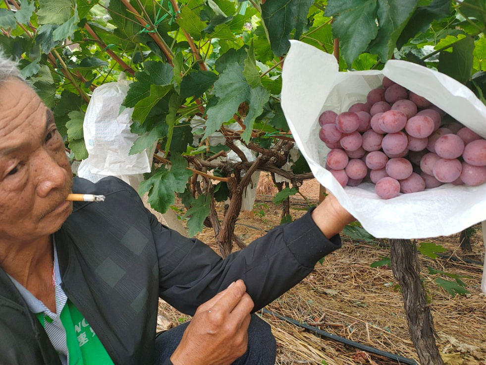 葡萄干筋怎么辦？司普沃叫你一招有效預(yù)防和解決
