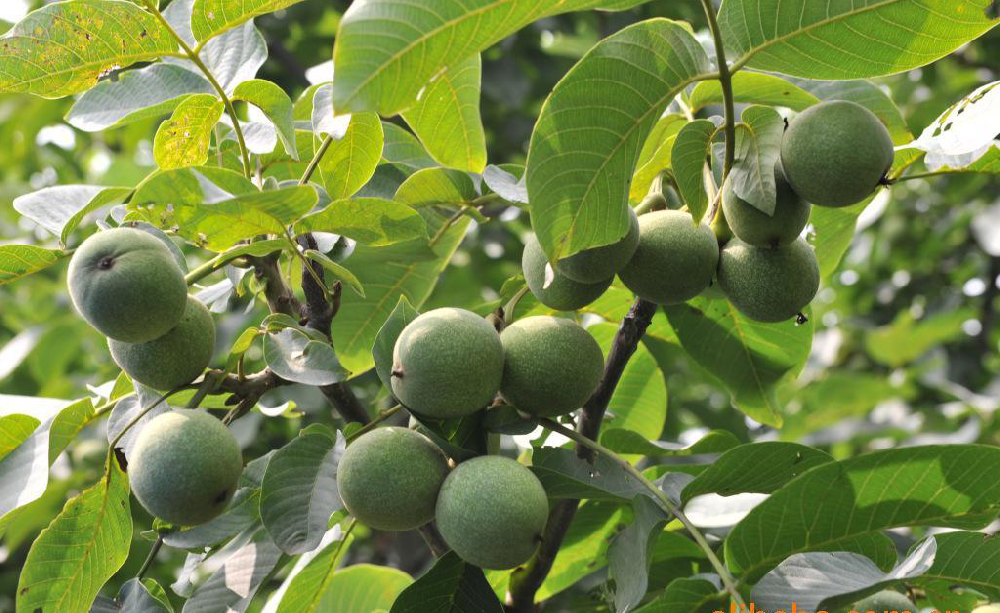 核桃早期落果，降低收益，怎么辦？