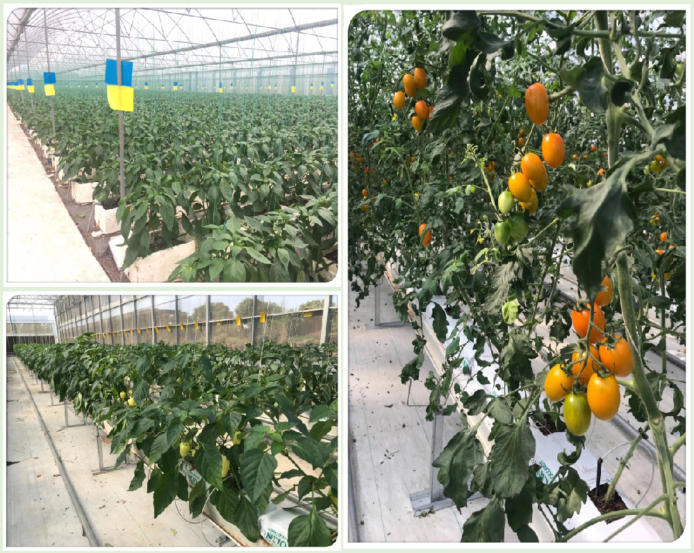 番茄早疫病害怎么辦！原來是這個原因