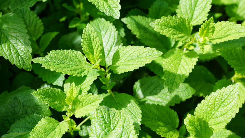 薄荷該怎樣提高產(chǎn)量，司普沃來為大家科普高產(chǎn)種植技術(shù)