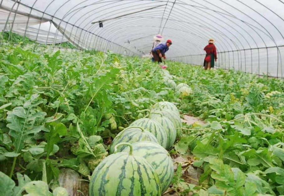 要想提高嫁接西瓜品質(zhì)，得知道這個關(guān)鍵技術(shù)