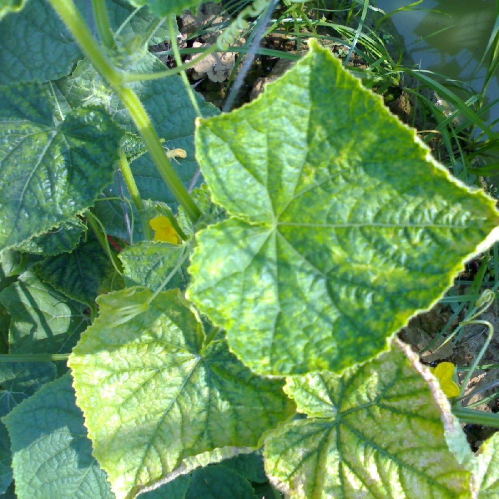 黃瓜出現(xiàn)黃葉，找不到病因，司普沃教您從這3方面查找