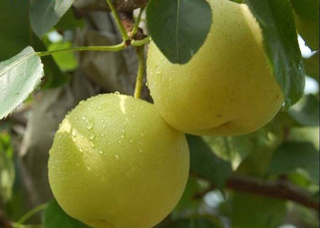 碭山酥梨糠化了，快與司普沃一起探究原因和解決方案吧！