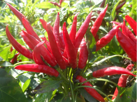 小米辣出現(xiàn)爛果，施藥后治標(biāo)未治本，司普沃教您如何有效解決