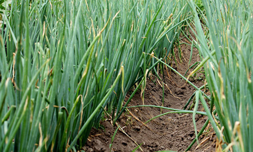 大蔥干尖黃葉，司普沃帶您了解原因及其防治措施！