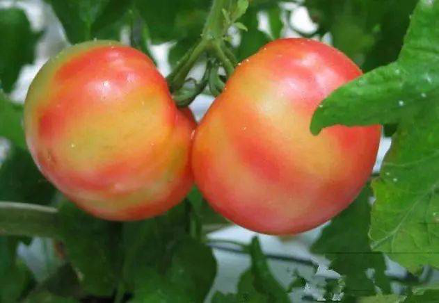 注意！秋茬西紅柿轉(zhuǎn)色不好，啥原因？速看司普沃這篇文章