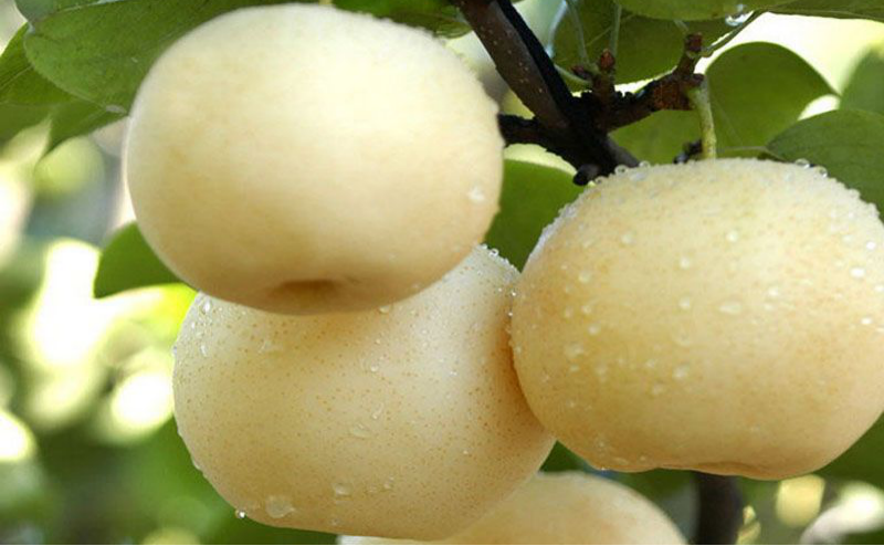 黃冠梨秋季如何管理？快與司普沃一起來看看！