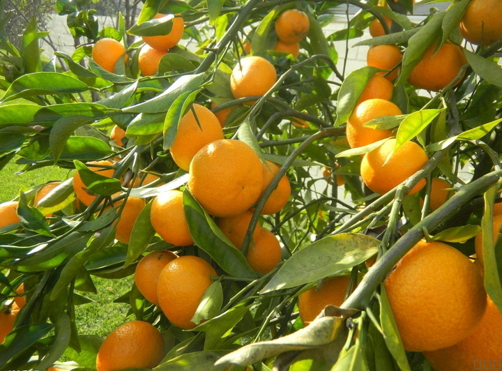 柑橘采前落果？是何原因？與司普沃一起來探究探究