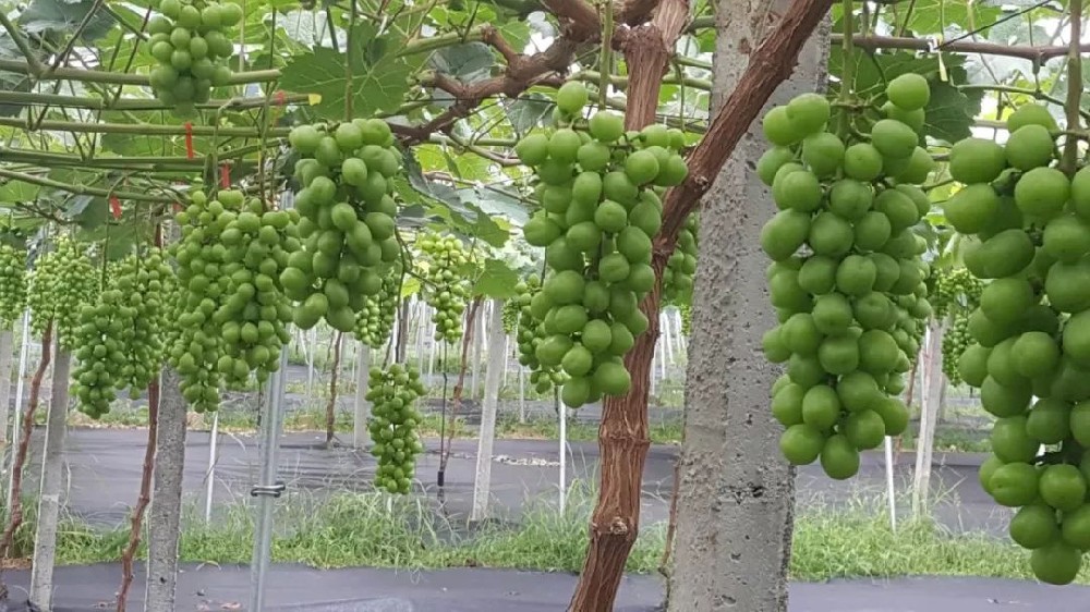 司普沃淺談陽(yáng)光玫瑰種植技術(shù)與管理