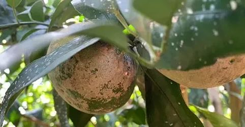 司普沃淺談柑橘黑腐病防治技術與管理