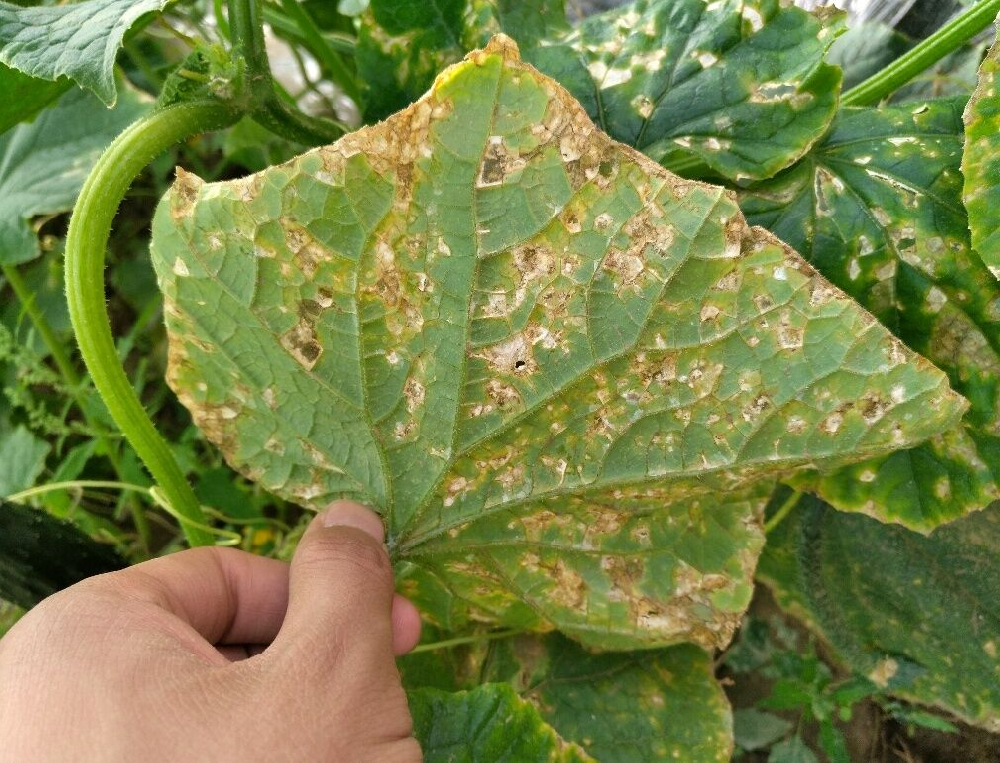 司普沃淺談黃瓜細菌性角斑病的防治技術與管理