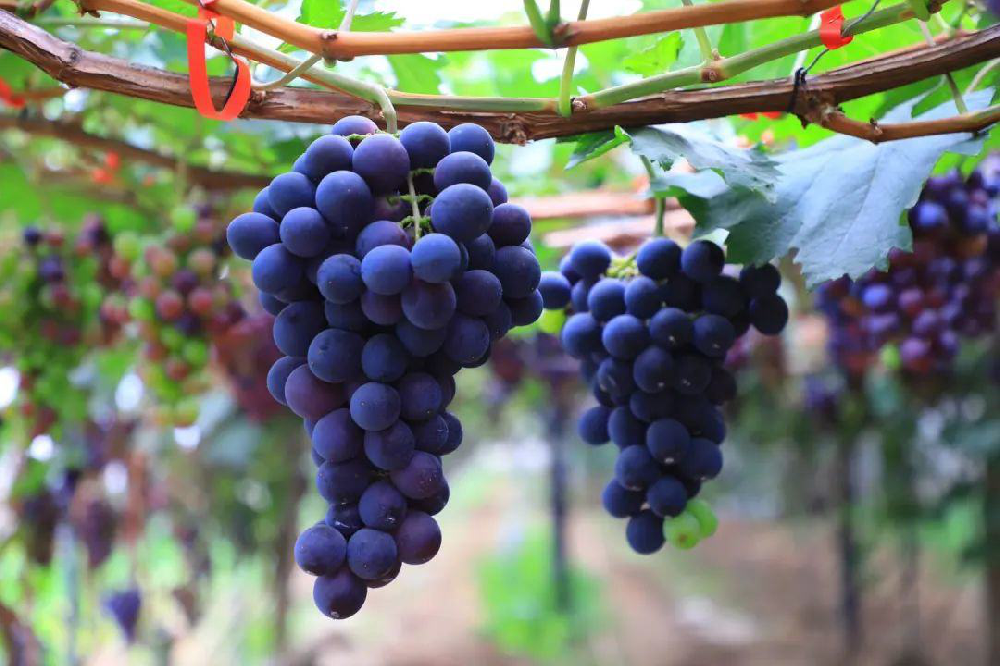 葡萄采收后如何管理？從哪里管理？速與司普沃一起了解一下