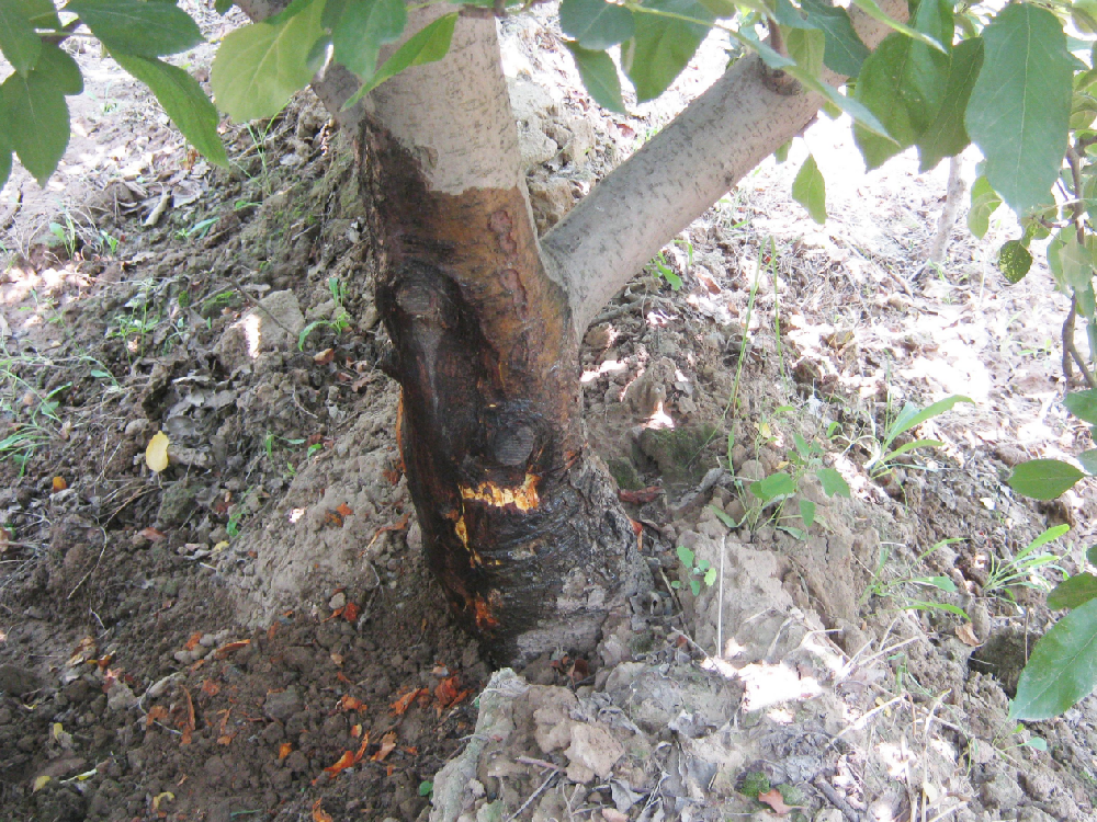 蘋果樹(shù)“干腐病”發(fā)病規(guī)律及防治技術(shù)