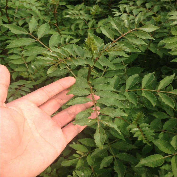 花椒根腐病如何防治？司普沃教您一招輕松解決