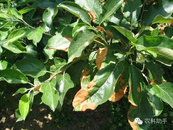 蘋果圓斑根腐病怎么辦？司普沃教您一招有效預(yù)防