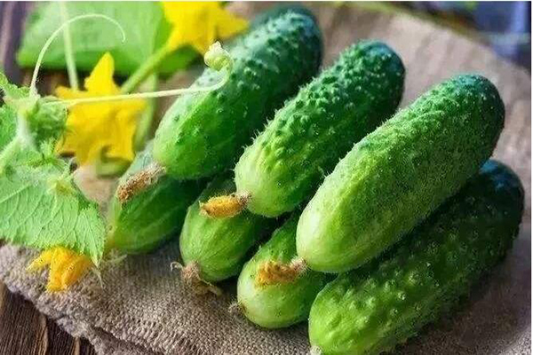 想要黃瓜優(yōu)質(zhì)生長，需要考慮哪些因素，與司普沃一起討論討論