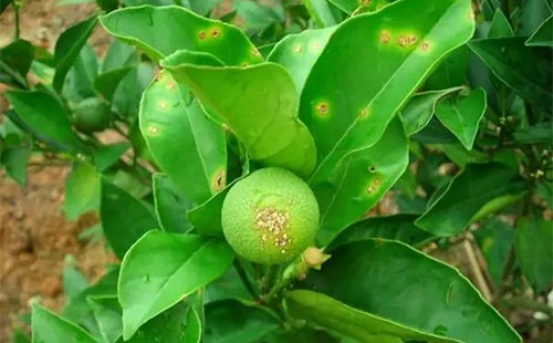 柑橘疫霉病有哪些癥狀？疫霉病發(fā)病原因是什么？司普沃為您解答