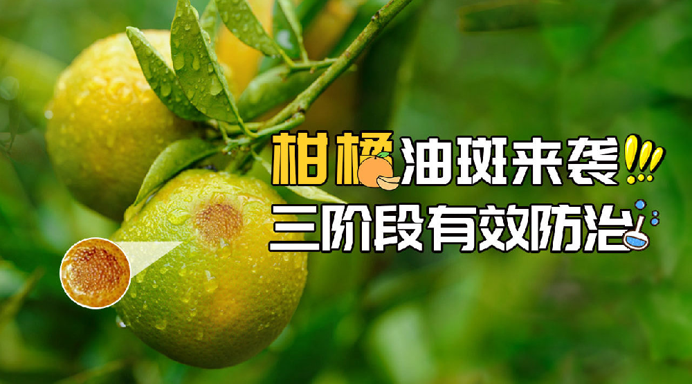 司普沃淺談柑橘油斑病的田間癥狀、誘發(fā)原因及預防措施
