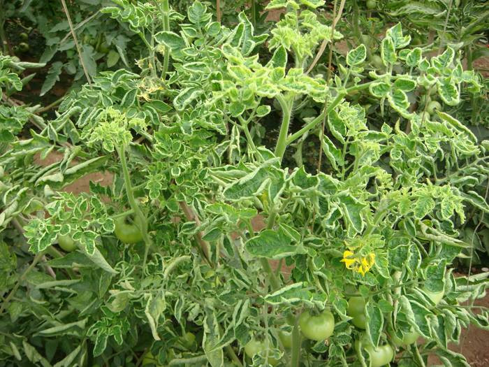 西紅柿卷葉是什么原因？應(yīng)該怎樣防治？與司普沃一起來看看