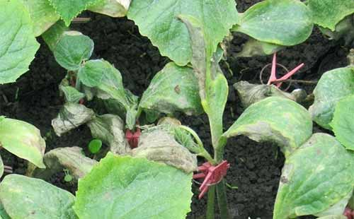 司普沃淺談茄子早疫病的發(fā)生癥狀、發(fā)病規(guī)律及綜合防治措施