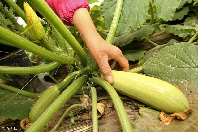 西葫蘆炭疽病如何防治？司普沃教您一招輕松解決