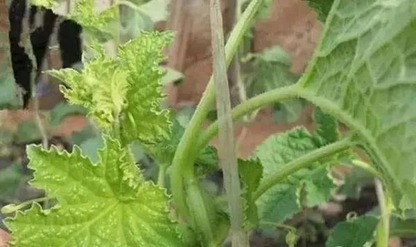 蔬菜缺硼如何進(jìn)行補(bǔ)救？司普沃告訴您