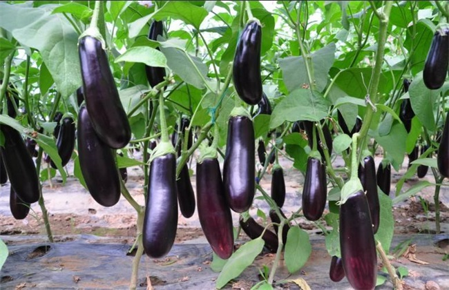 大棚茄子畝產(chǎn)4萬斤，是怎么做到的呢？來看司普沃有什么好方法