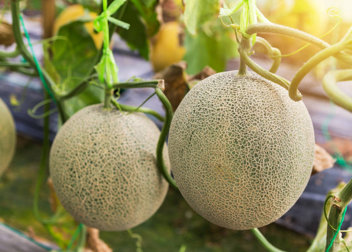 哈密瓜掛果后，如何管理才能增收？速看司普沃這篇文章