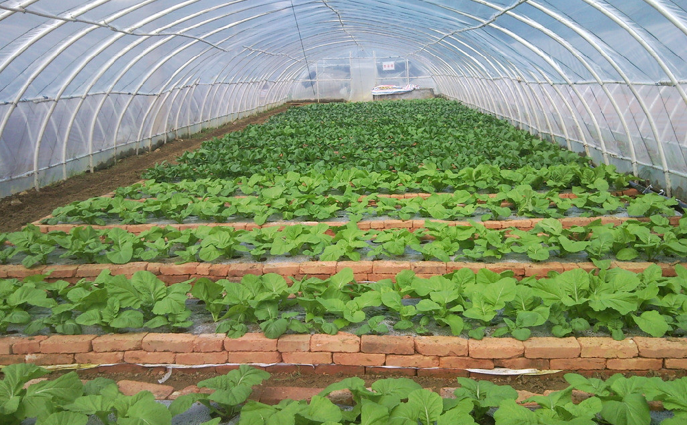 棚室蔬菜發(fā)生肥害，經(jīng)濟(jì)收益暴跌！司普沃來告訴您有效預(yù)防措施