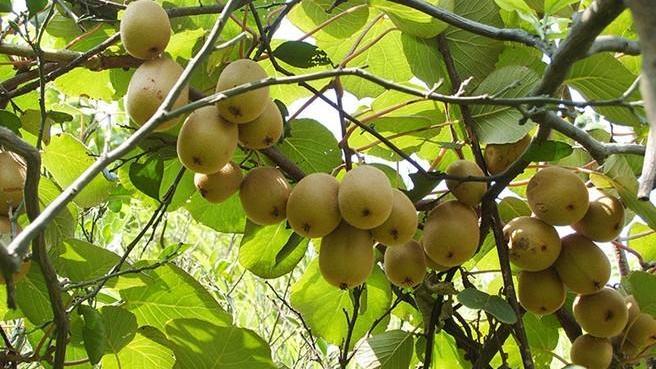 獼猴桃果園防凍及補(bǔ)救措施都有哪些呢？速看司普沃這篇文章