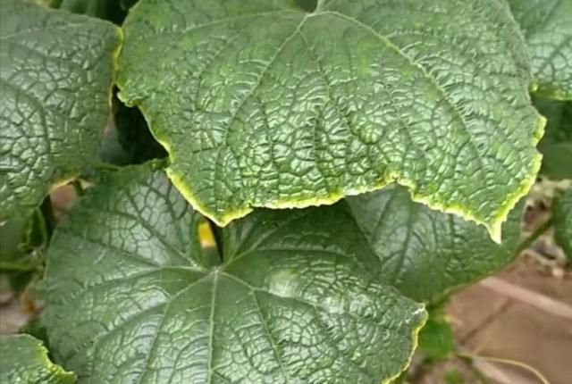 黃瓜“鑲了金邊”，這是什么原因？司普沃來教您有效解決