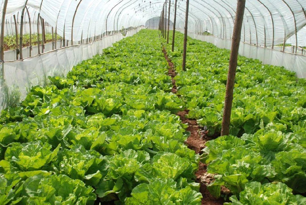 冬季蔬菜生長(zhǎng)緩慢，這該怎么辦？司普沃來(lái)幫您