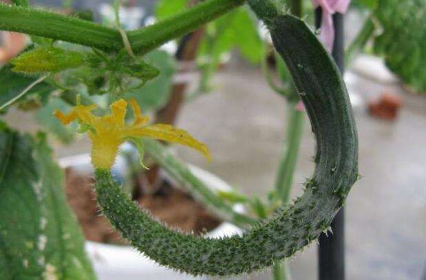 黃瓜中后期早衰現(xiàn)象多發(fā)，如何來(lái)防治，司普沃告訴您