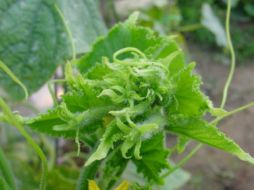 黃瓜出現(xiàn)花打頂？怎么辦？司普沃這5種辦法可補(bǔ)救