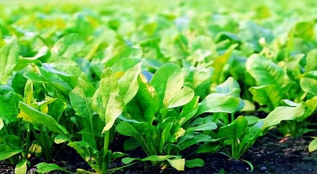 葉面追肥要用到點上，才能起到*大效果，勿做無用功