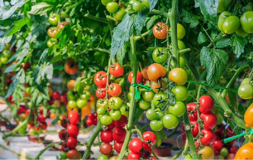 種植中為什么要施用鈣硼肥，鈣硼肥很重要嗎？一起來看答案