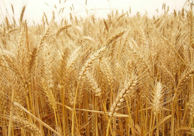 小麥根腐病是什么原因?qū)е碌?？?yīng)該怎樣管理呢？