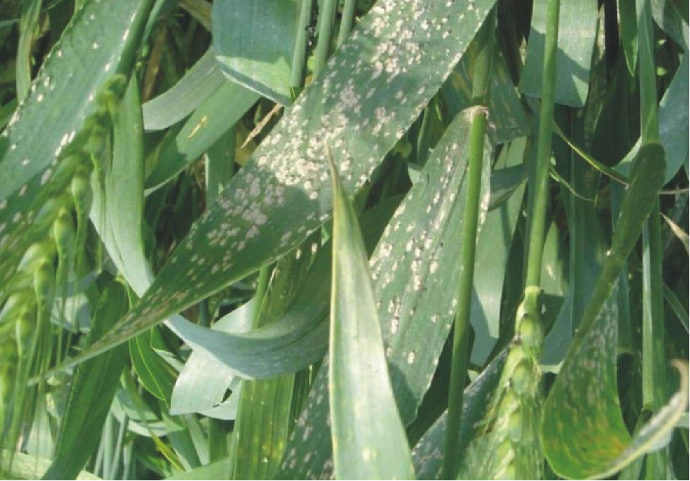 小麥葉面出現(xiàn)白色霉點(diǎn)，原因和預(yù)防方法來了