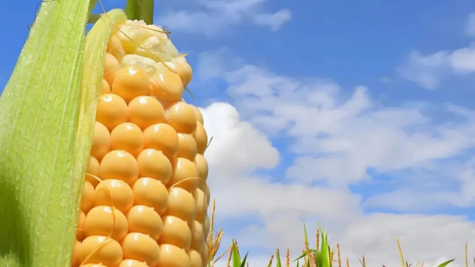 一年生作物根系發(fā)育全程解析：從播種到成熟的關(guān)鍵節(jié)點(diǎn)與施肥策略