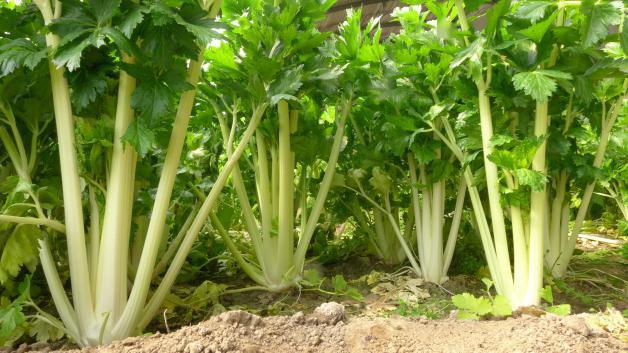 預(yù)防芹菜空心開裂的方法，找到了，速來觀看